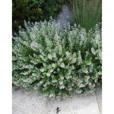 Calamintha nepeta 'White Cloud' – Mirigyes pereszlény