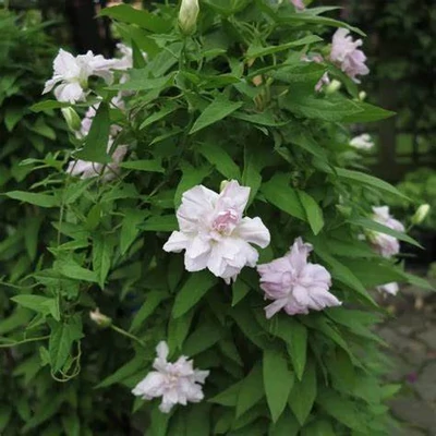 Calystegia hederacea 'Flore Pleno'