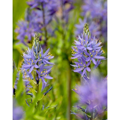 Camassia leichtlinii 'Caerulea' – Prérigyertya