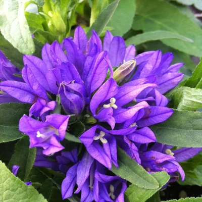 Campanula glomerata 'Superba' – Csomós harangvirág