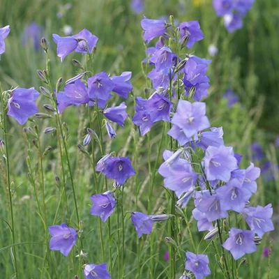 Campanula persicifolia 'Wildform' – Baracklevelű harangvirág
