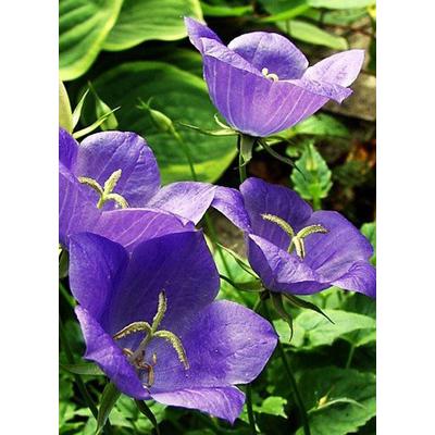 Campanula carpatica 'Blue Uniforme' – Kárpáti harangvirág