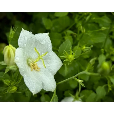 Campanula carpatica 'Carillon White' – Kárpáti harangvirág