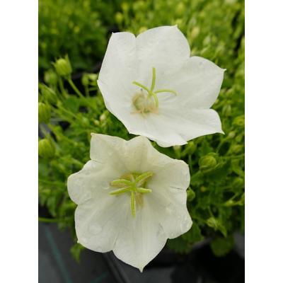 Campanula carpatica 'Perla White' - Kárpáti harangvirág