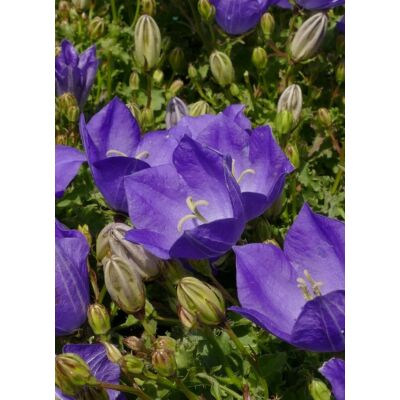 Campanula carpatica 'Pristar Deep Blue' – Kárpáti harangvirág