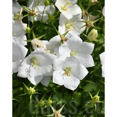 Campanula carpatica 'Pristar White' – Kárpáti harangvirág