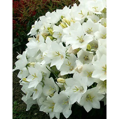 Campanula carpatica 'Weisse Clips' - Kárpáti harangvirág (fehér)