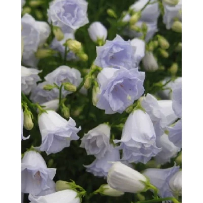 Campanula cochlearifolia 'Elizabeth Oliver' – Törpe harangvirág