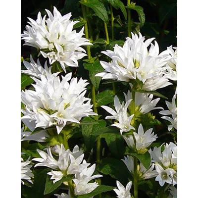 Campanula glomerata 'Alba' - Csomós harangvirág