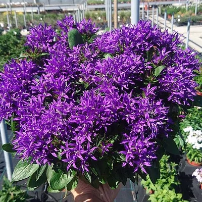 Campanula glomerata 'Blue Crown' – Csomós harangvirág