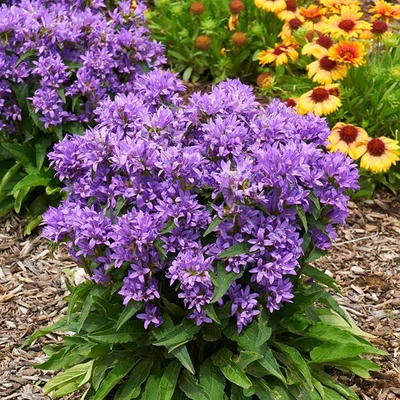Campanula glomerata 'Genti Blue' – Csomós harangvirág