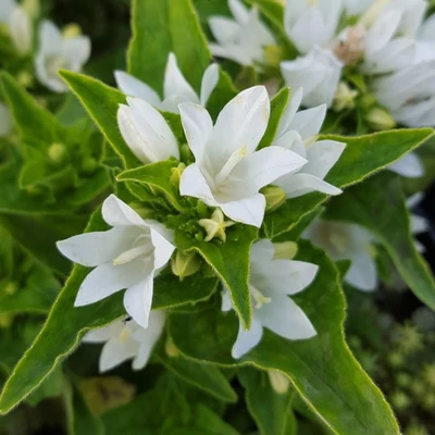 Campanula glomerata 'Genti White' – Csomós harangvirág