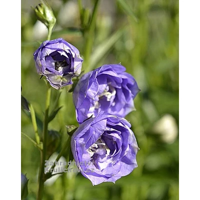 Campanula latiloba 'Azure Beauty' – Harangvirág