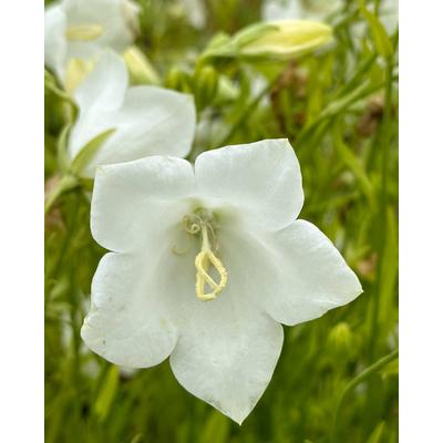 Campanula persicifolia 'Takion White' - Baracklevelű fehér harangvirág