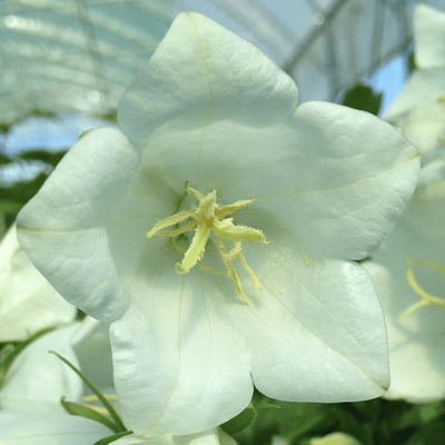 Campanula persicifolia 'Takion White' - Baracklevelű fehér harangvirág