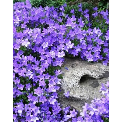 Campanula portenschlagiana 'Clockwise' – Dalmát harangvirág