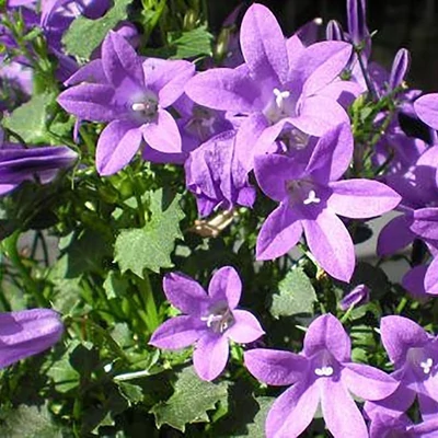 Campanula portenschlagiana – Dalmát harangvirág