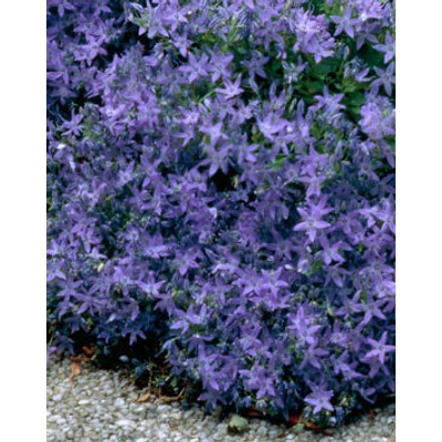 Campanula poscharskyana - Balkáni harangvirág
