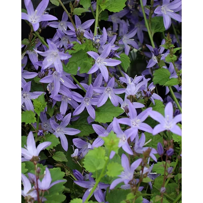 Campanula poscharskyana 'Blue' – Balkáni harangvirág