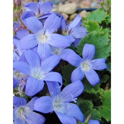 Campanula poscharskyana 'Blue Gown' - Balkáni harangvirág
