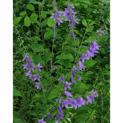 Campanula rapunculoides – Kányaharangvirág