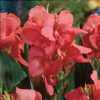 Canna indica CannaSun 'Rosita'® – Kánna