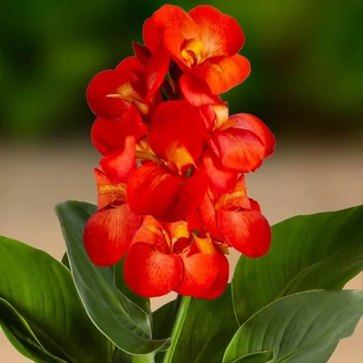 Canna indica CannaSun 'Silvia'® – Kánna