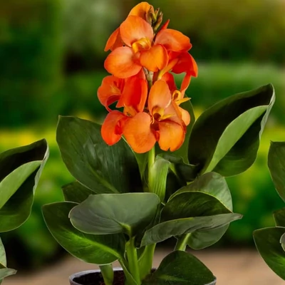 Canna indica CannaSun 'Sofia'® – Kánna