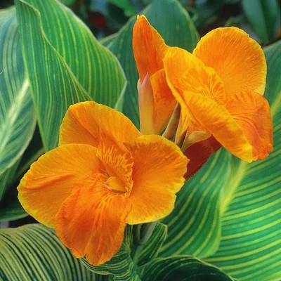 Canna indica 'Tropicanna Gold'® – Kánna