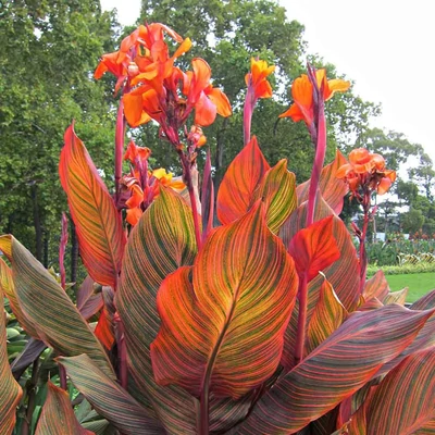Canna indica 'Tropicanna'® – Kánna