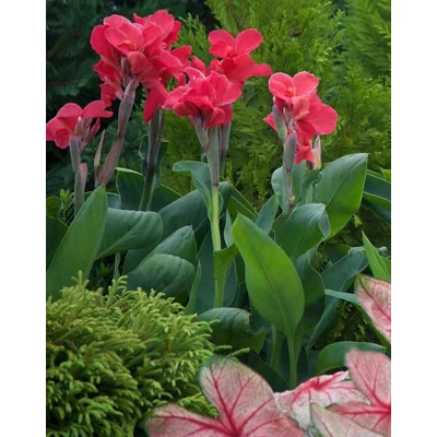 Canna – Kánna (rózsaszín)