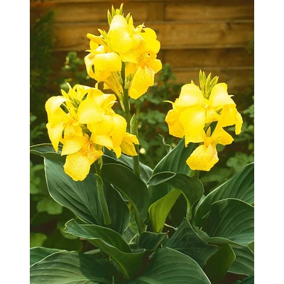 Canna – Kánna (sárga)