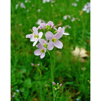 Cardamine pratensis – Réti kakukktorma, fogas kakukktorma