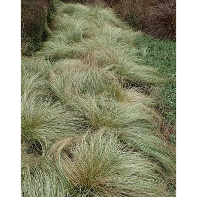 Carex albula (syn. Carex comans) 'Frosted Curls' – Új-zélandi sás