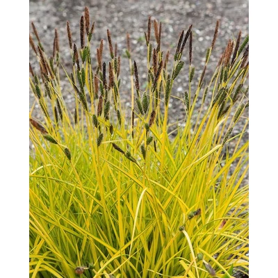 Carex aurea 'Gold Ball' – Sás