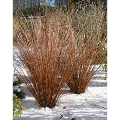 Carex buchananii 'Firefox' – Piros levelű sás