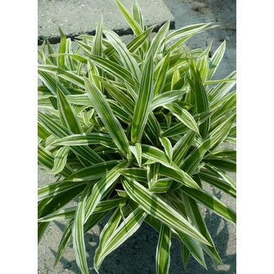 Carex ciliatomarginata 'Treasure Island' – Sás