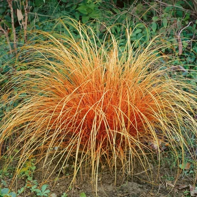 Carex comans 'Bronze Perfection' – Sás