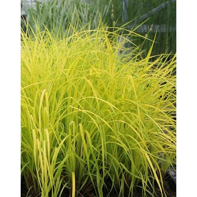 Carex elata 'Aurea' – Zsombéksás