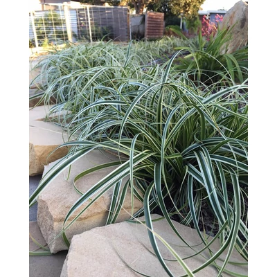 Carex 'Feather Falls' – Sás