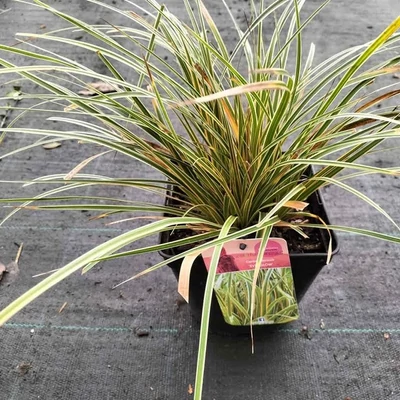 Carex morrowii 'Everglow'® – Sás