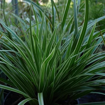Carex morrowii 'Fishers Form' – Sás