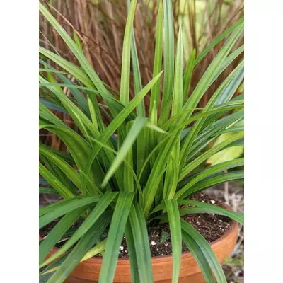 Carex morrowii 'Irish Green' – Díszsás