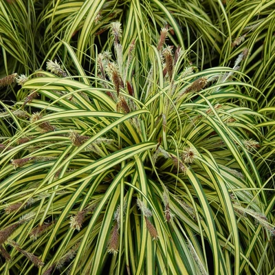 Carex morrowii 'Variegata' - Tarka sás
