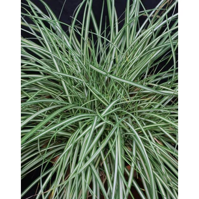 Carex ornithopoda 'Variegata' – Madárlábú sás