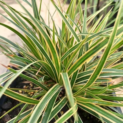 Carex oshimensis 'EverColor'® – Sás
