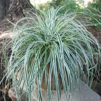 Carex oshimensis 'Everest'® – Sás