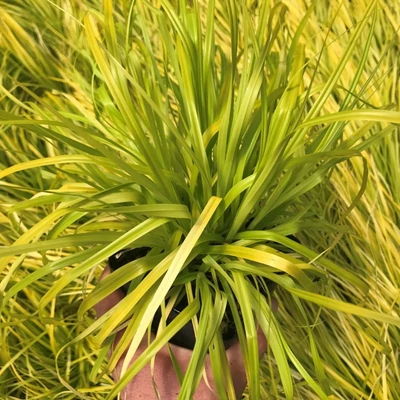 Carex oshimensis 'Everillo'® – Sás