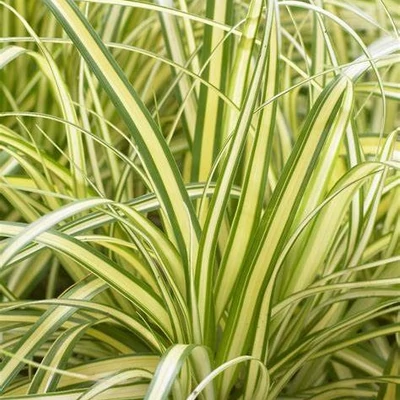 Carex oshimensis 'Everoro' – Sás
