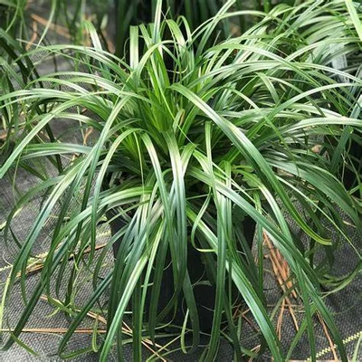 Carex oshimensis 'Ribbon Falls' – Sás